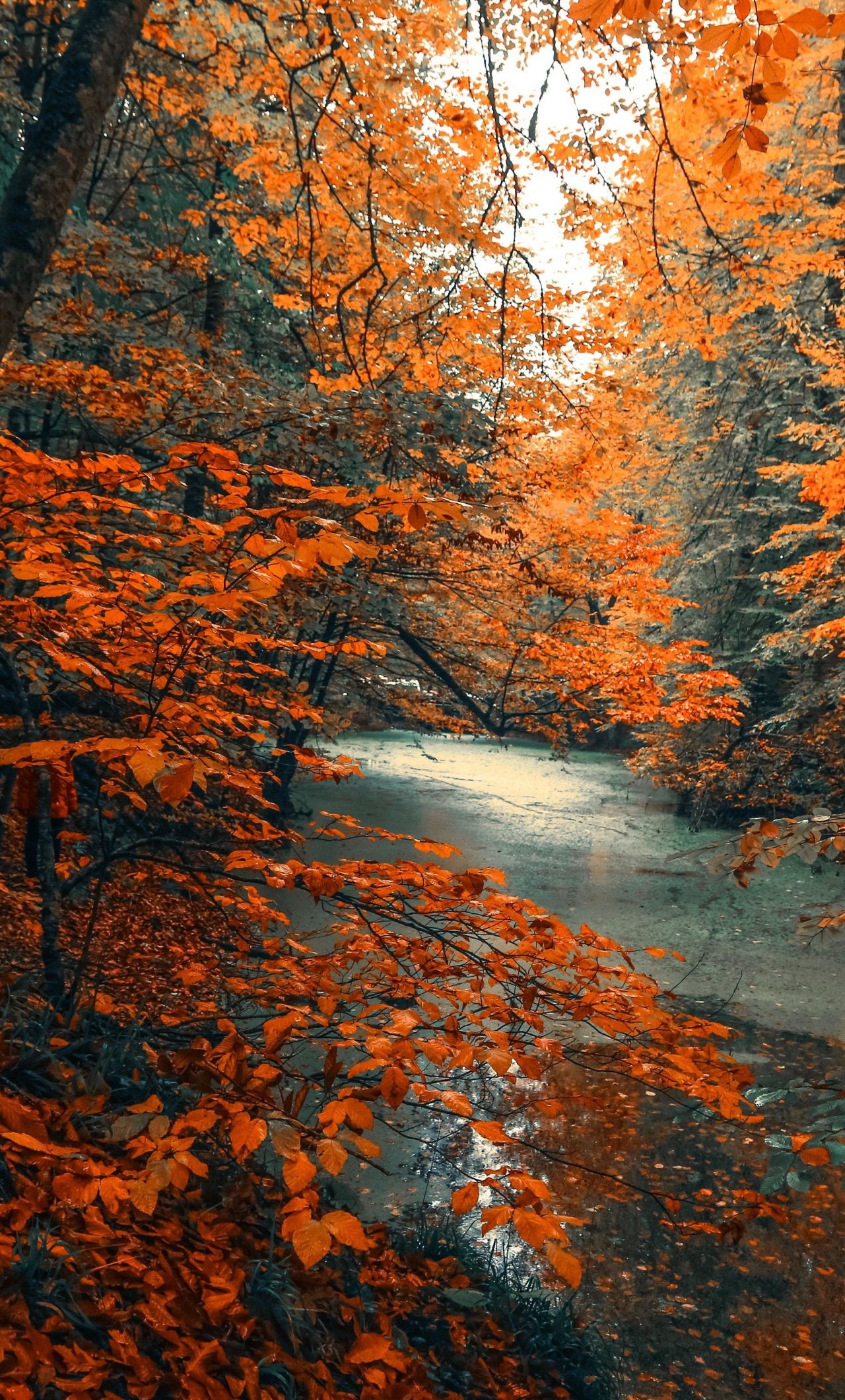 Download 1280x2120 wallpaper tree, forest, nature, orange branches, tree, autumn, iphone 6 plus, 1280x2120 HD image, background, 21127