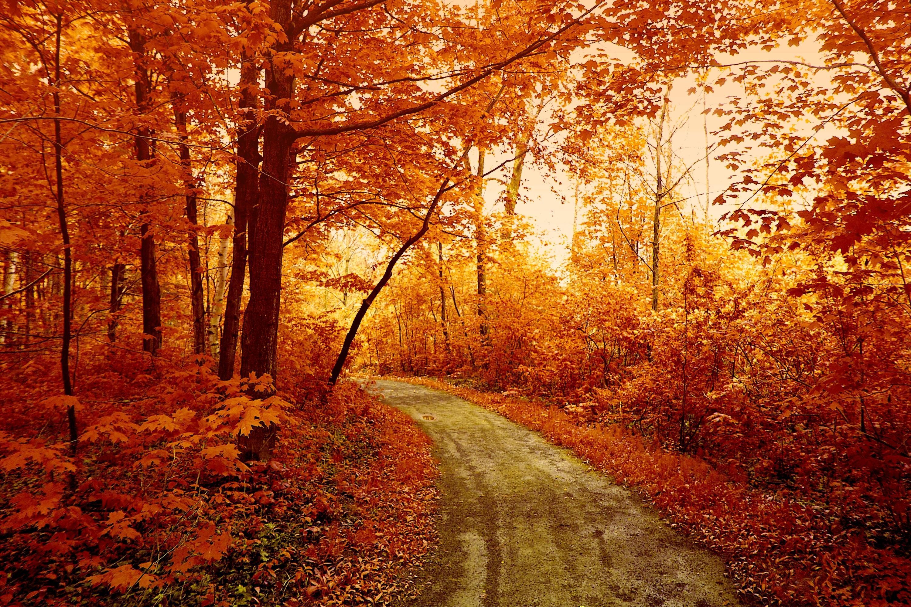 Forest Autumn Orange Wallpapers - Wallpaper Cave