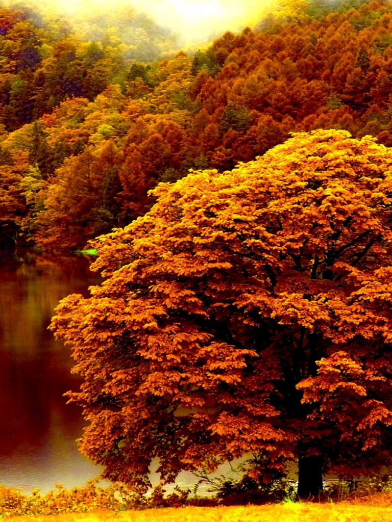 Free download 37 Desktop Image of Autumn Forest Autumn Forest Wallpaper [1920x1200] for your Desktop, Mobile & Tablet. Explore Autumn Forest Wallpaper. Fall Forest Wallpaper, Free Desktop Wallpaper Autumn