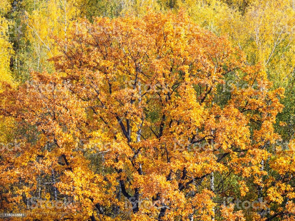 Orange Crown Of Old Oak Tree In Forest In Autumn Image Now