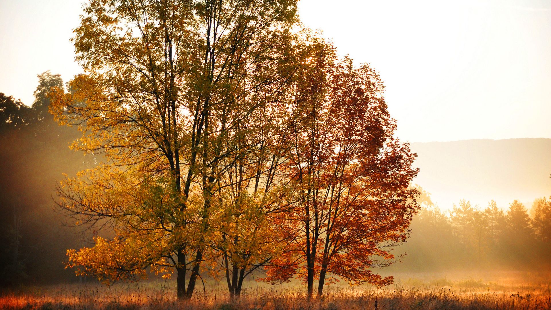 trees, leaves, field, autumn, orange, forest, yellow desktop wallpaper 112931