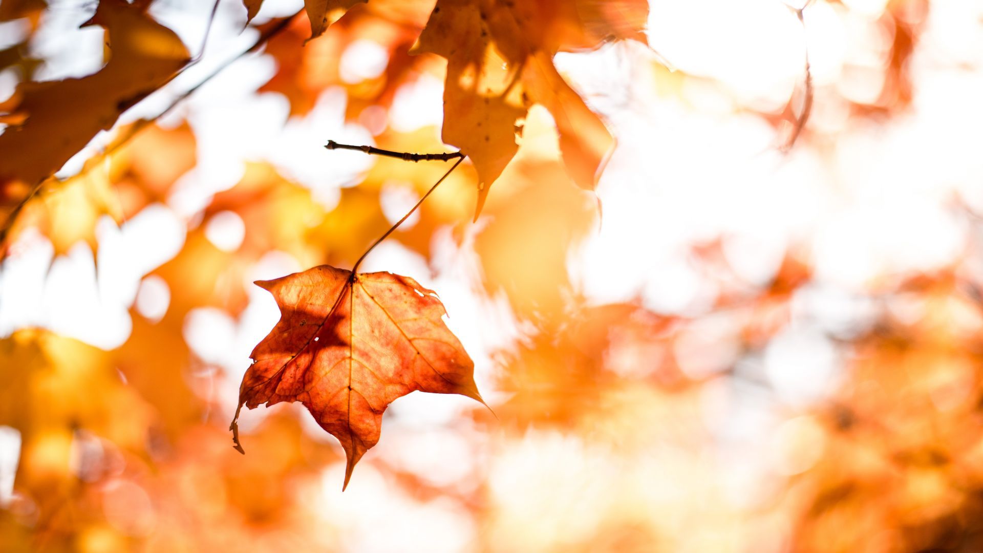 Wallpaper leaves, autumn, orange, 5k, Nature