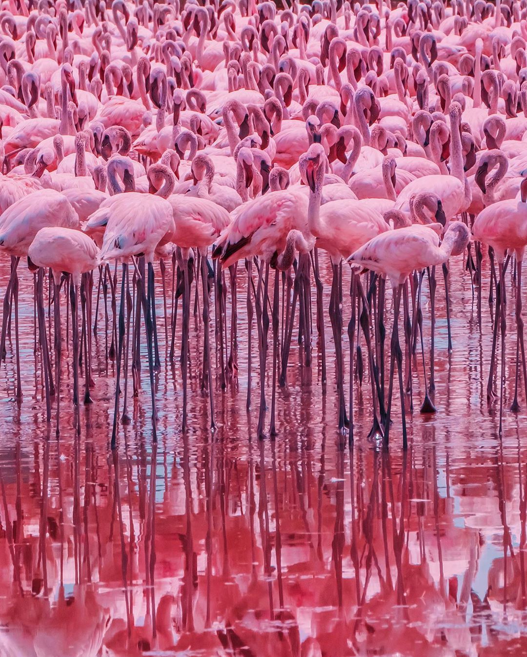 Beautiful 4K Ultra HD Flamingo Wallpaper Background for iPhone