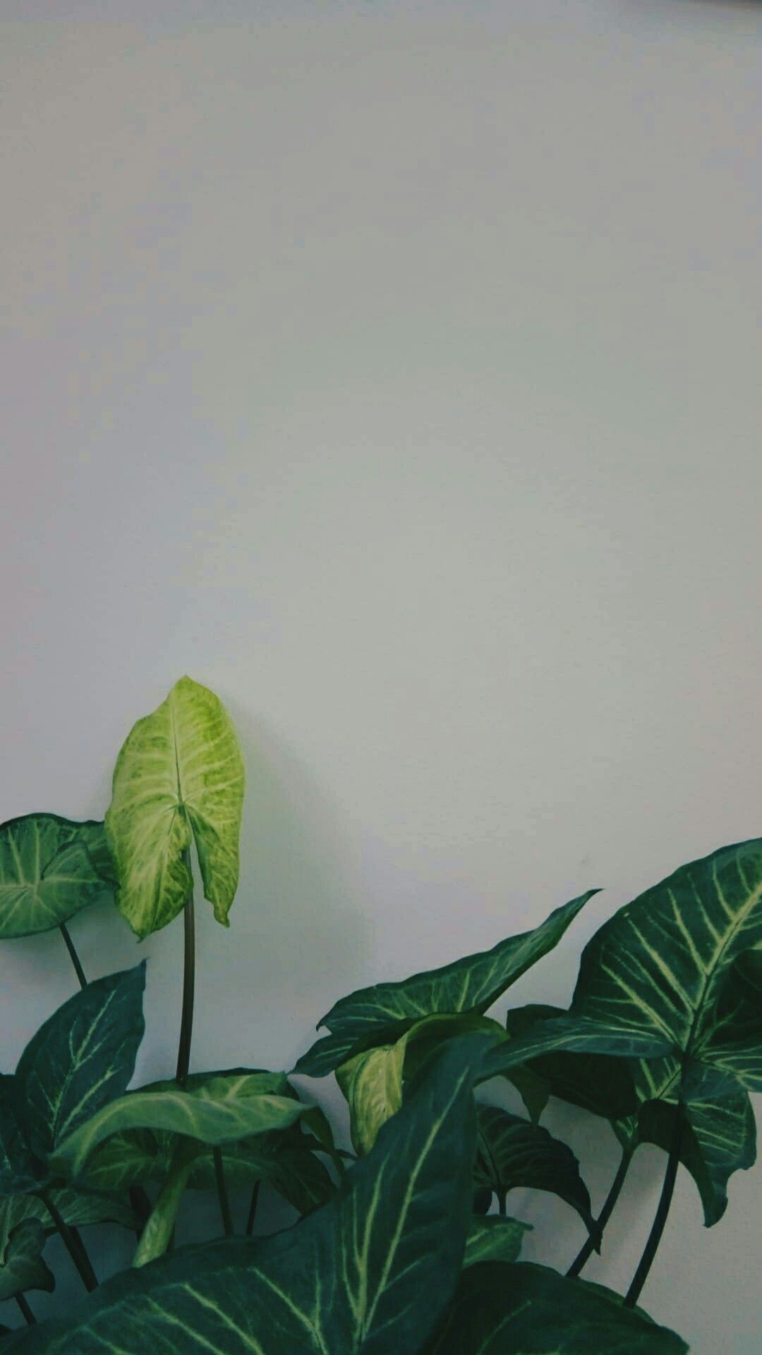 Aesthetic Green White Wallpaper Android. Green aesthetic, White wallpaper, Plant aesthetic