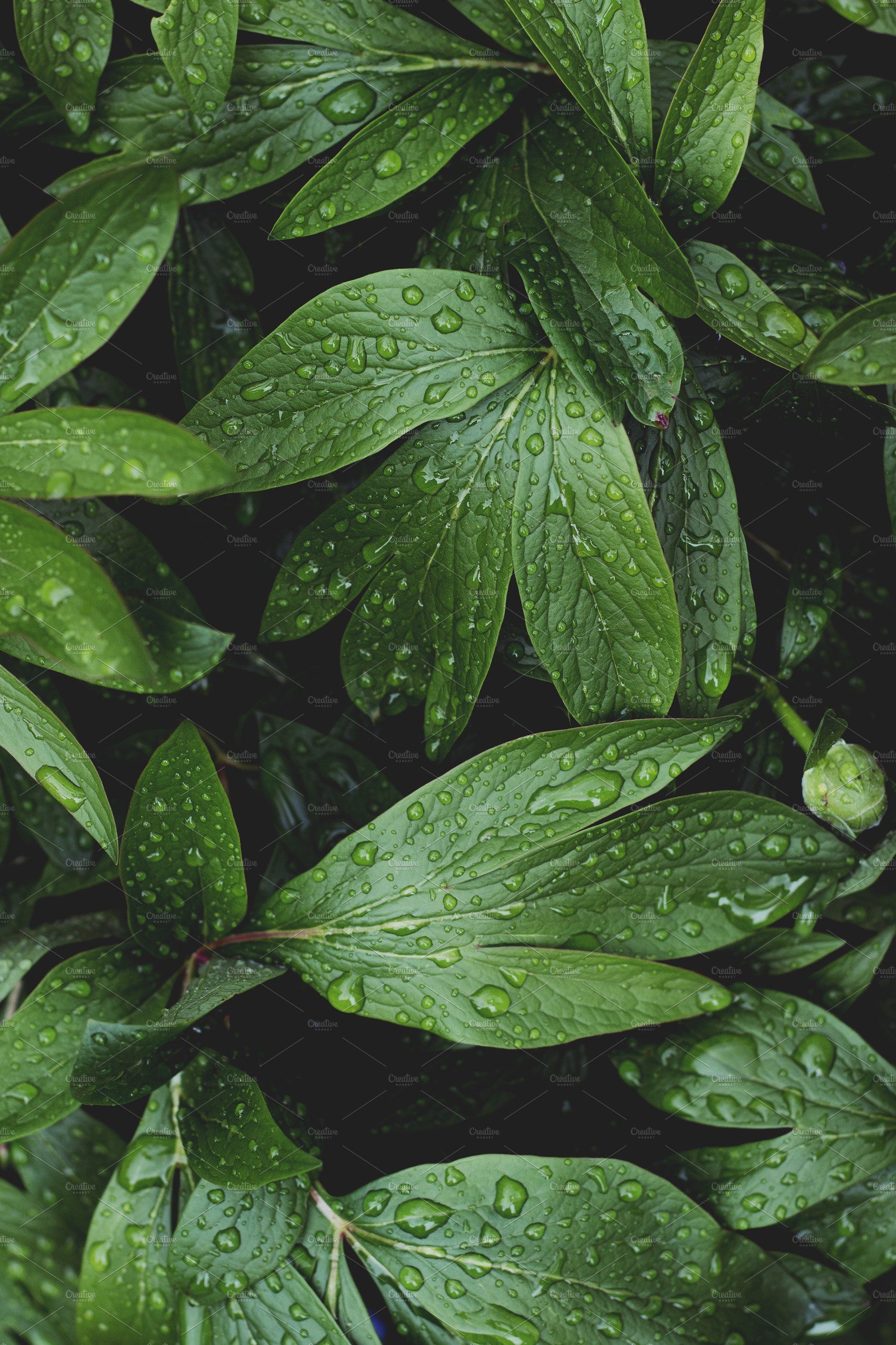 Lush Greenery with Raindrops. Leaf photography, Green aesthetic, Plant photography