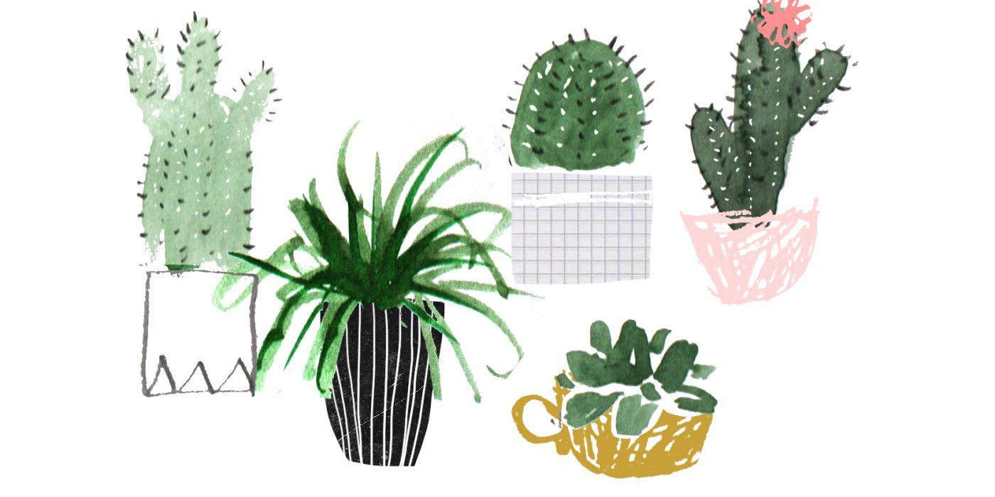 Plant Family Desktop Wallpaper Succulents