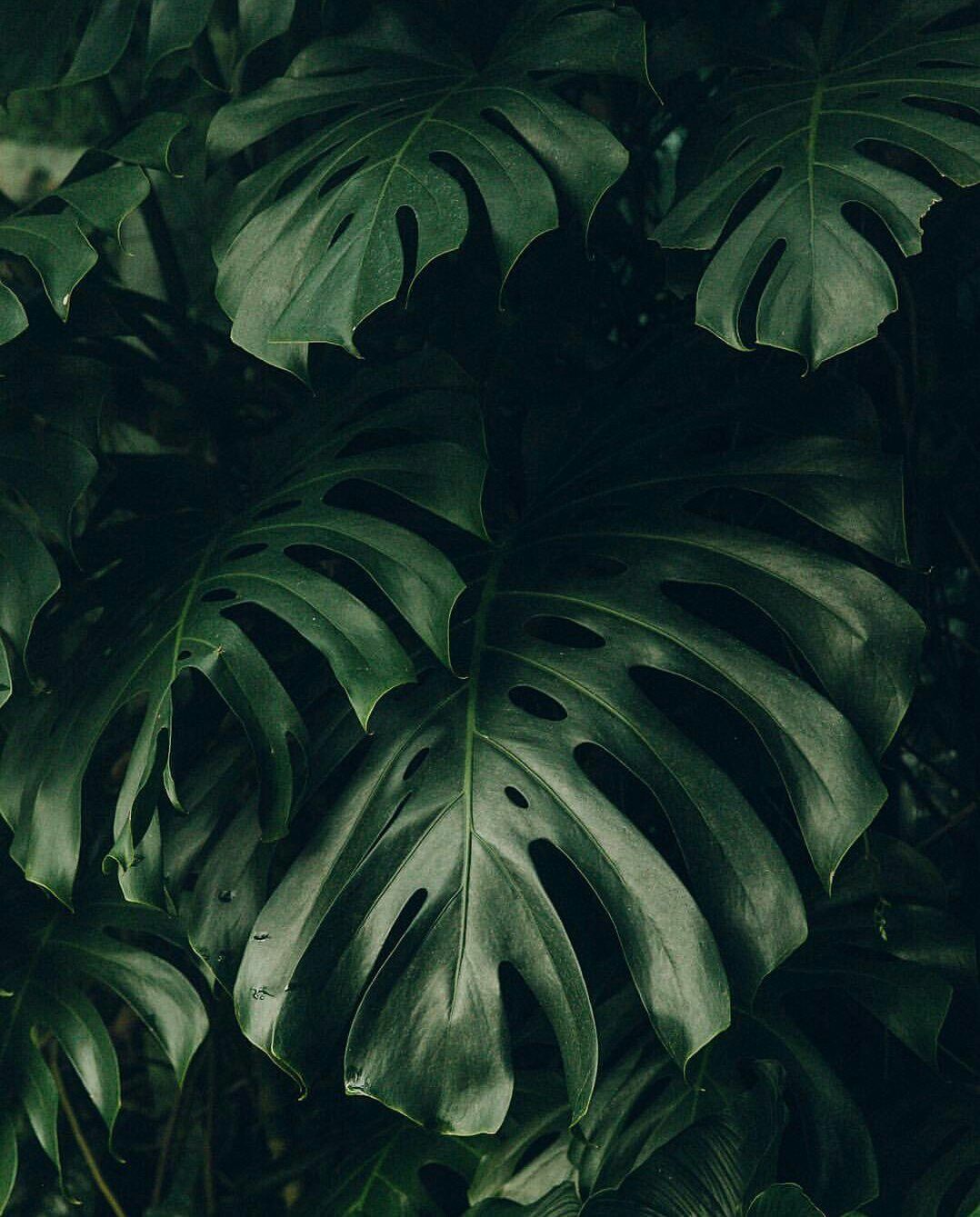 IG:. Plant wallpaper, Green aesthetic, Plants