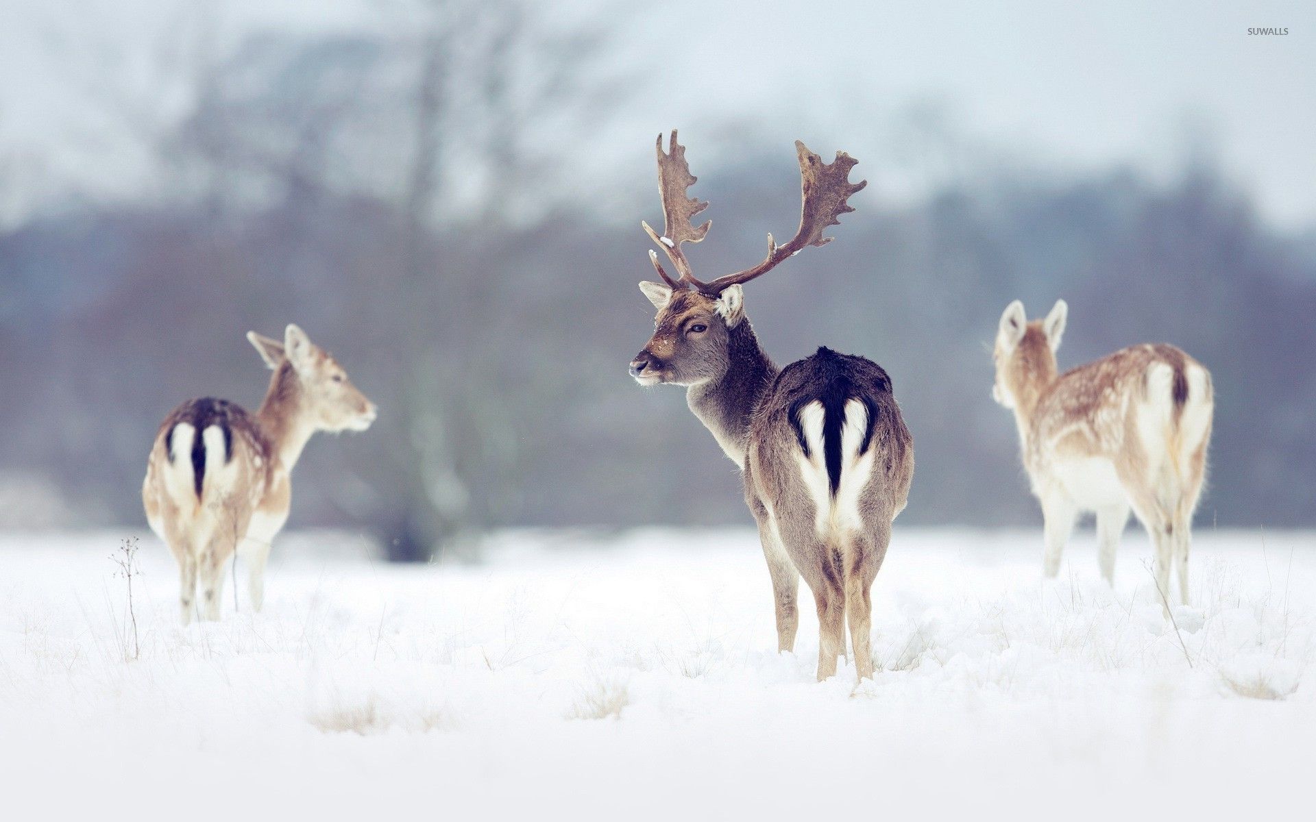 Deer Snow Winter Deer In Snow Wallpaper & Background Download