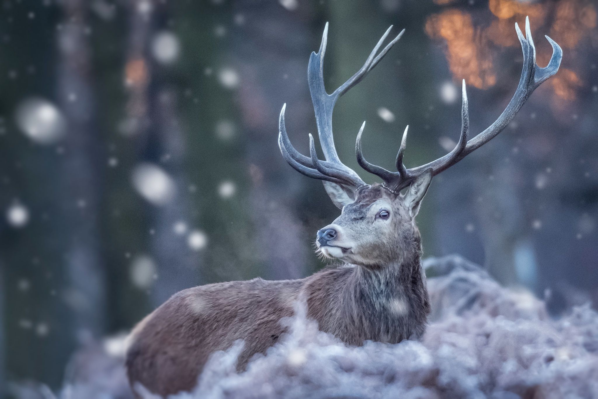 Wallpaper: Deer, Wildlife, Winter, Snow