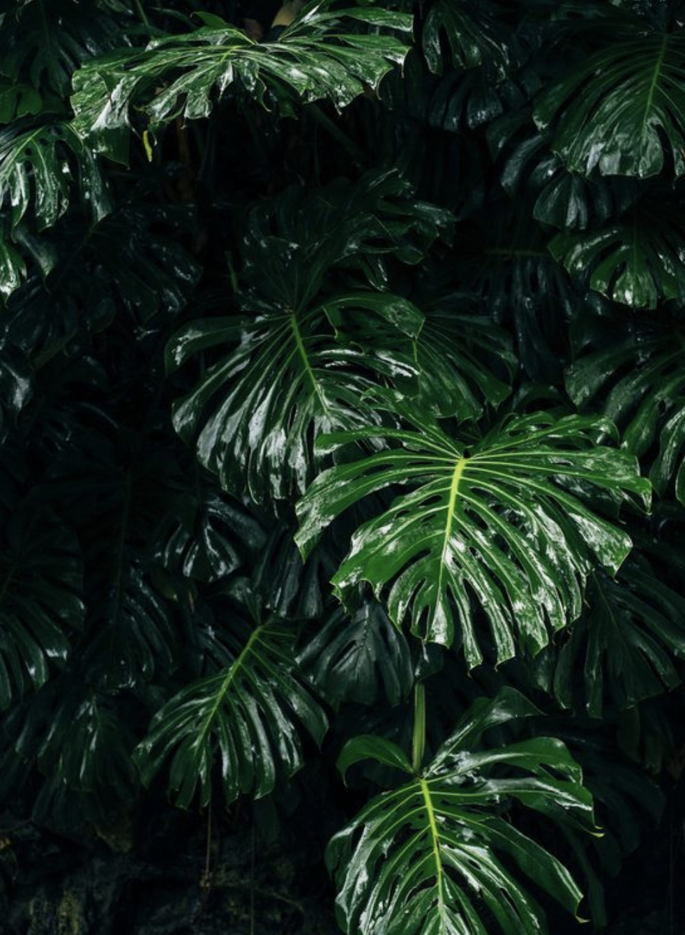 monstera leaf iphone wallpaper. iphone 11 background palm plant hawaii vibes. Green nature, Plant wallpaper, Dark green aesthetic
