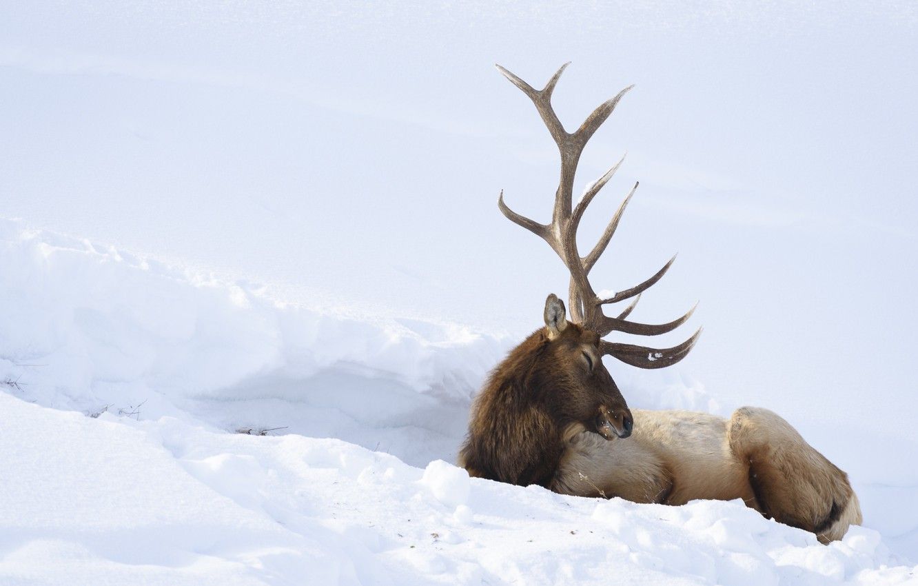 Wallpaper winter, snow, deer image for desktop, section животные