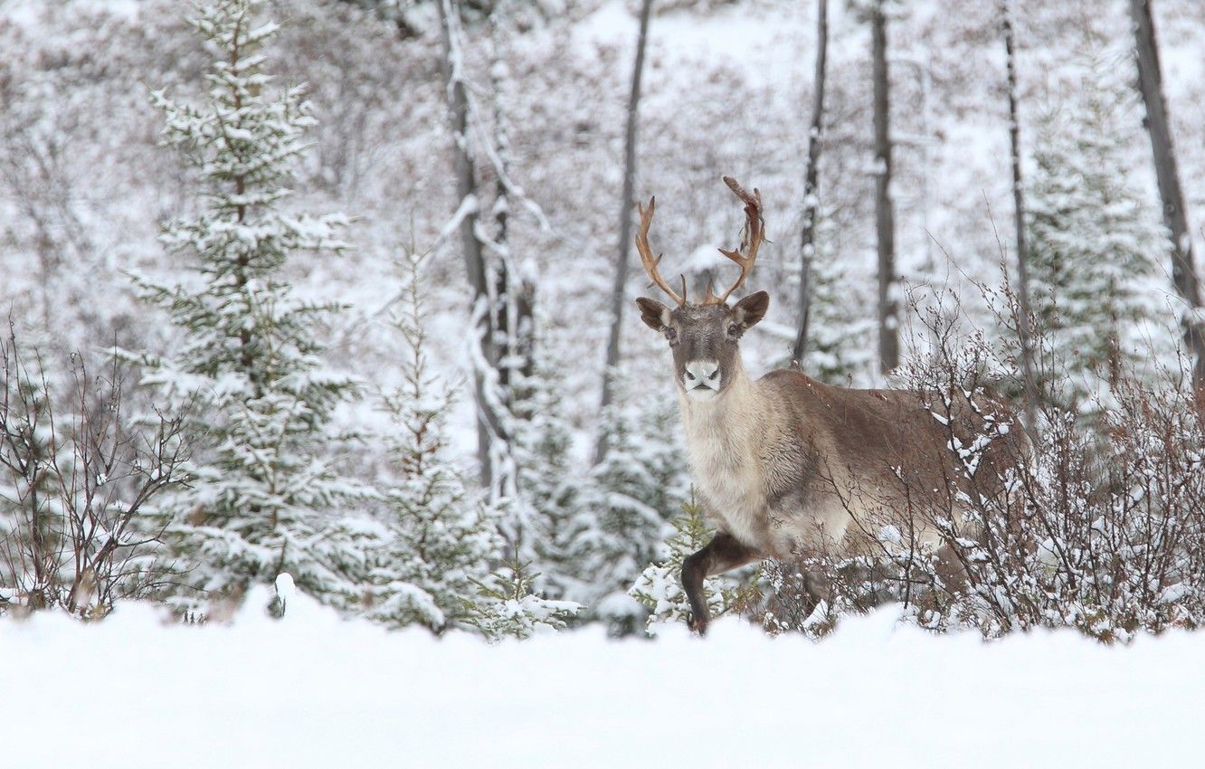 Photo Wallpaper Winter, Forest, Snow, Nature, Reindeer Deer HD Wallpaper