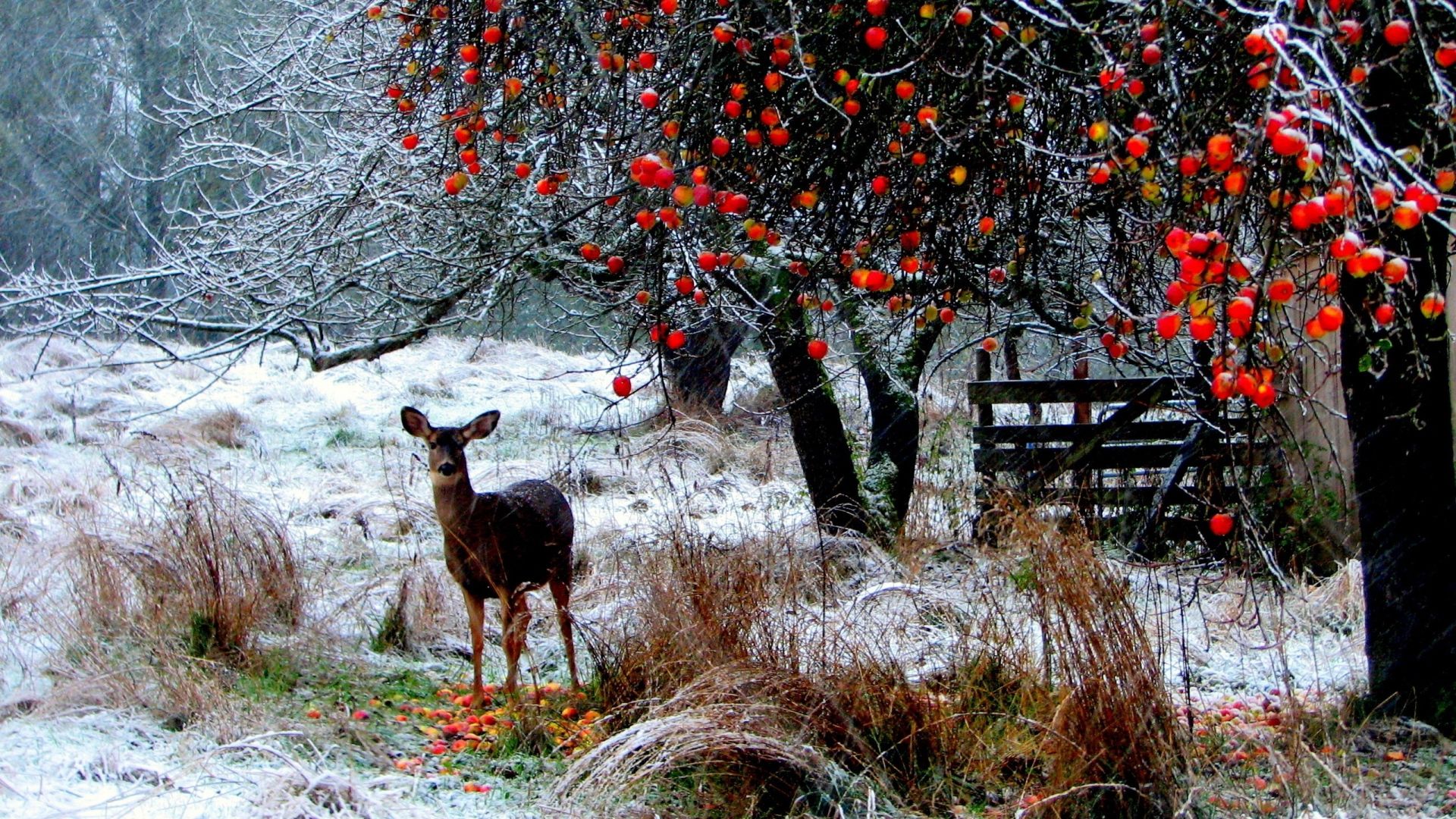 Download Wallpaper 1920x1080 deer, winter, snow, walk, forest, trees Full HD 1080p HD Background