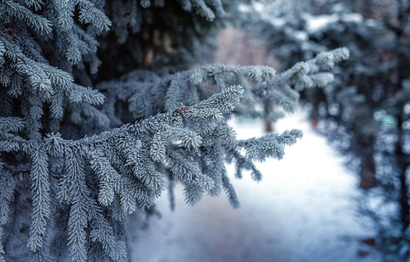 Wallpaper snow, tree, branch, the evening, snow, evening, Christmas tree image for desktop, section природа