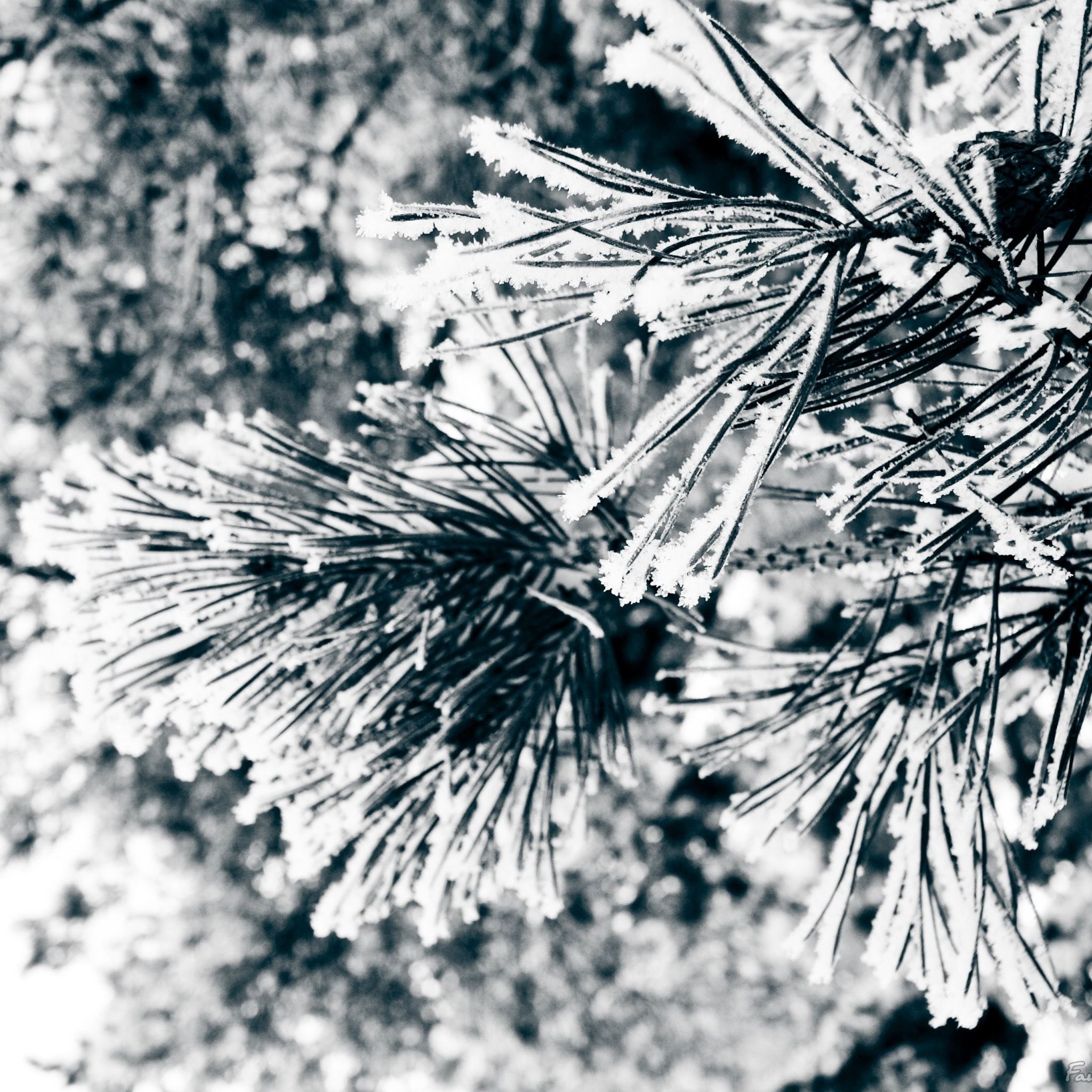 Christmas Snow Tree CLoseup iPad Air Wallpaper Free Download