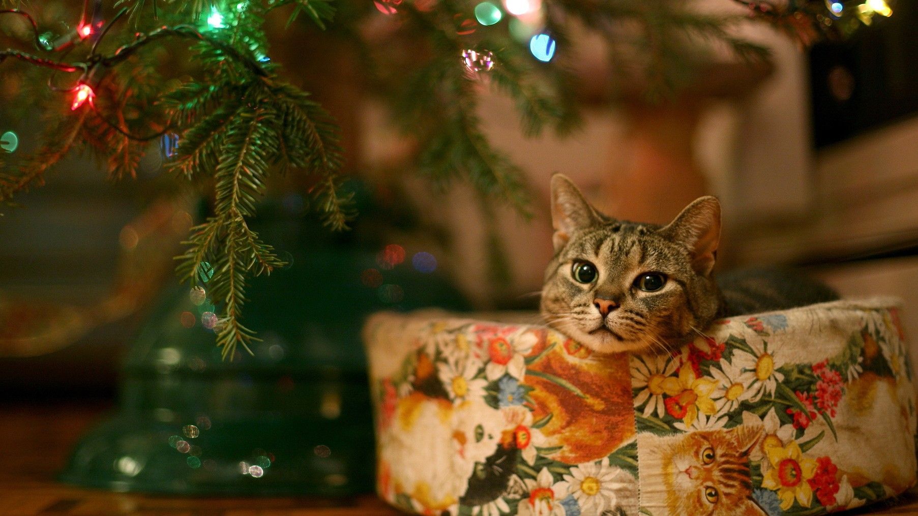 Christmas Lights Kittens Wallpapers Wallpaper Cave