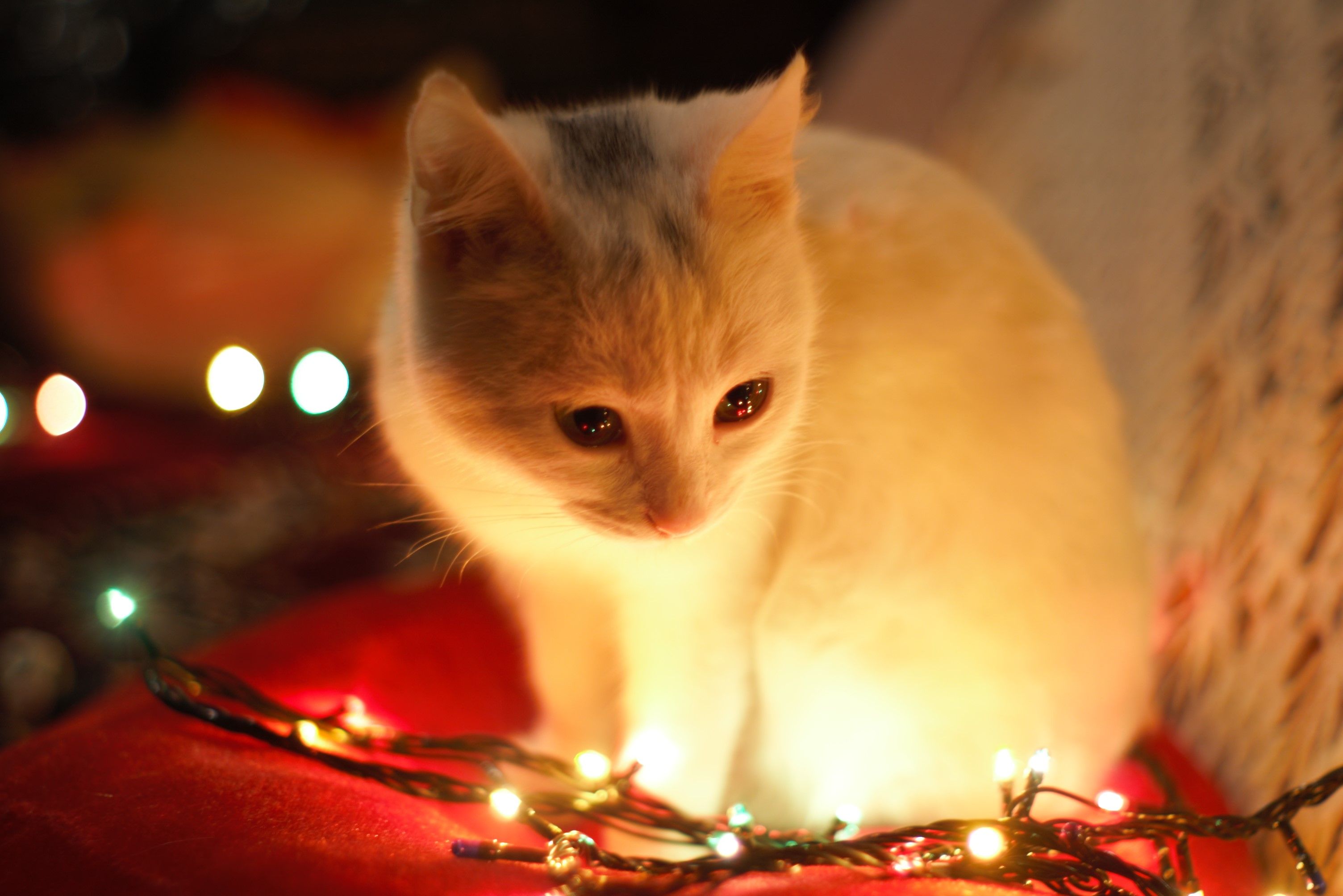 Christmas Lights Kittens Wallpapers Wallpaper Cave
