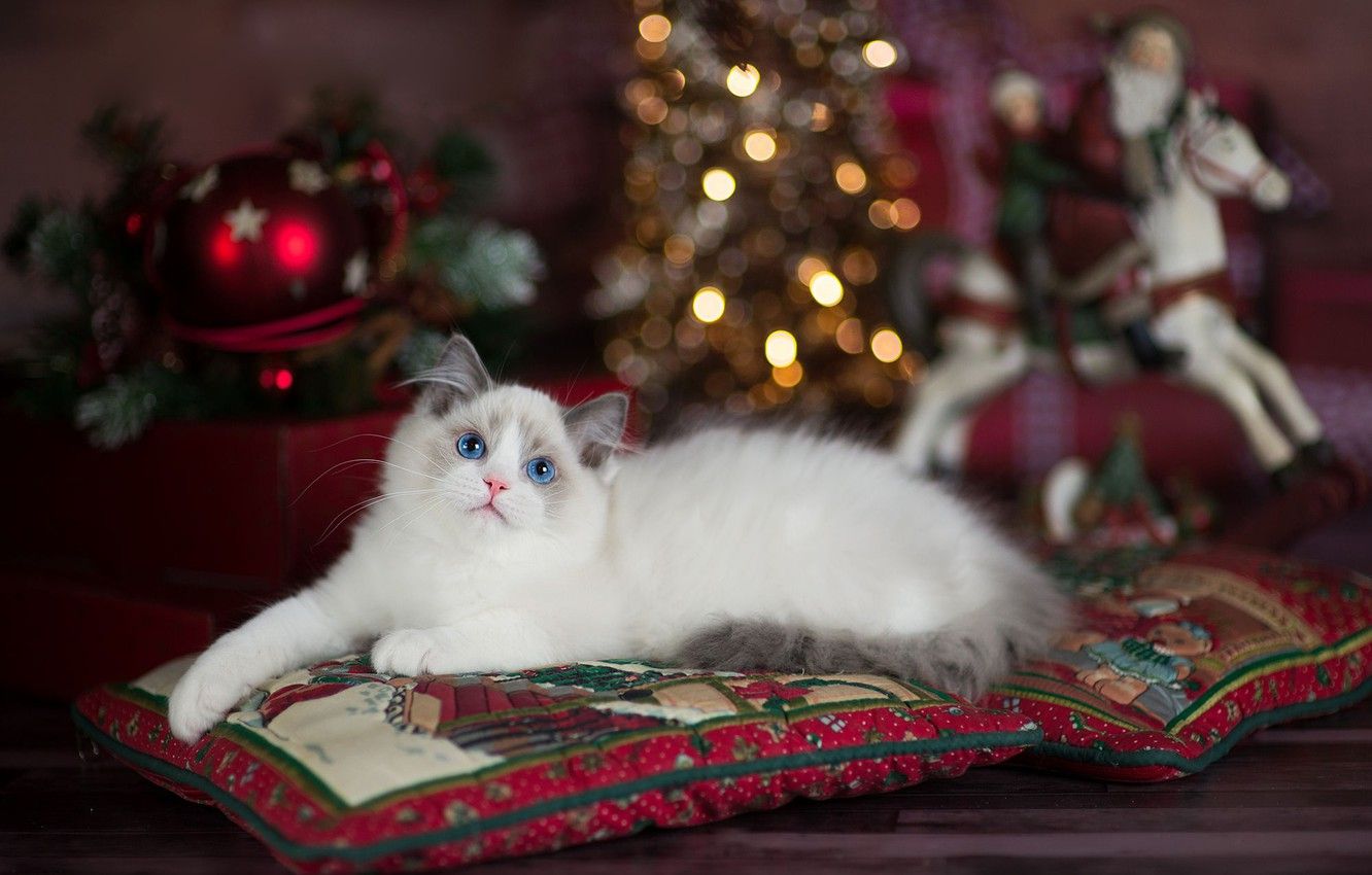 Christmas Lights Kittens Wallpapers Wallpaper Cave