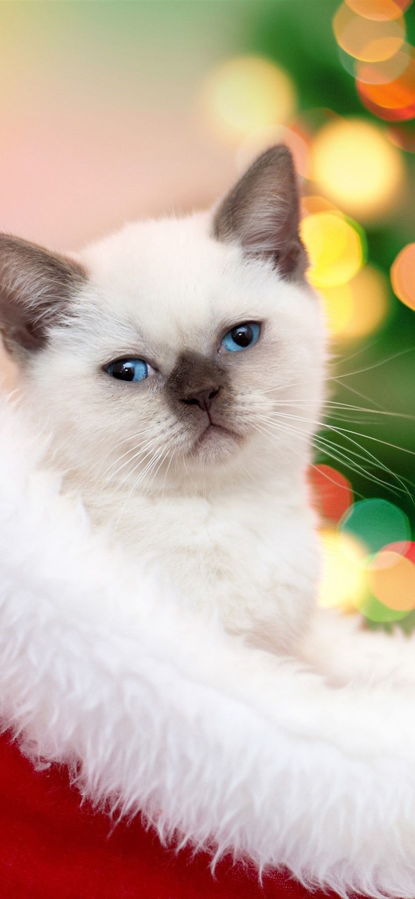 Christmas Lights Kittens Wallpapers Wallpaper Cave