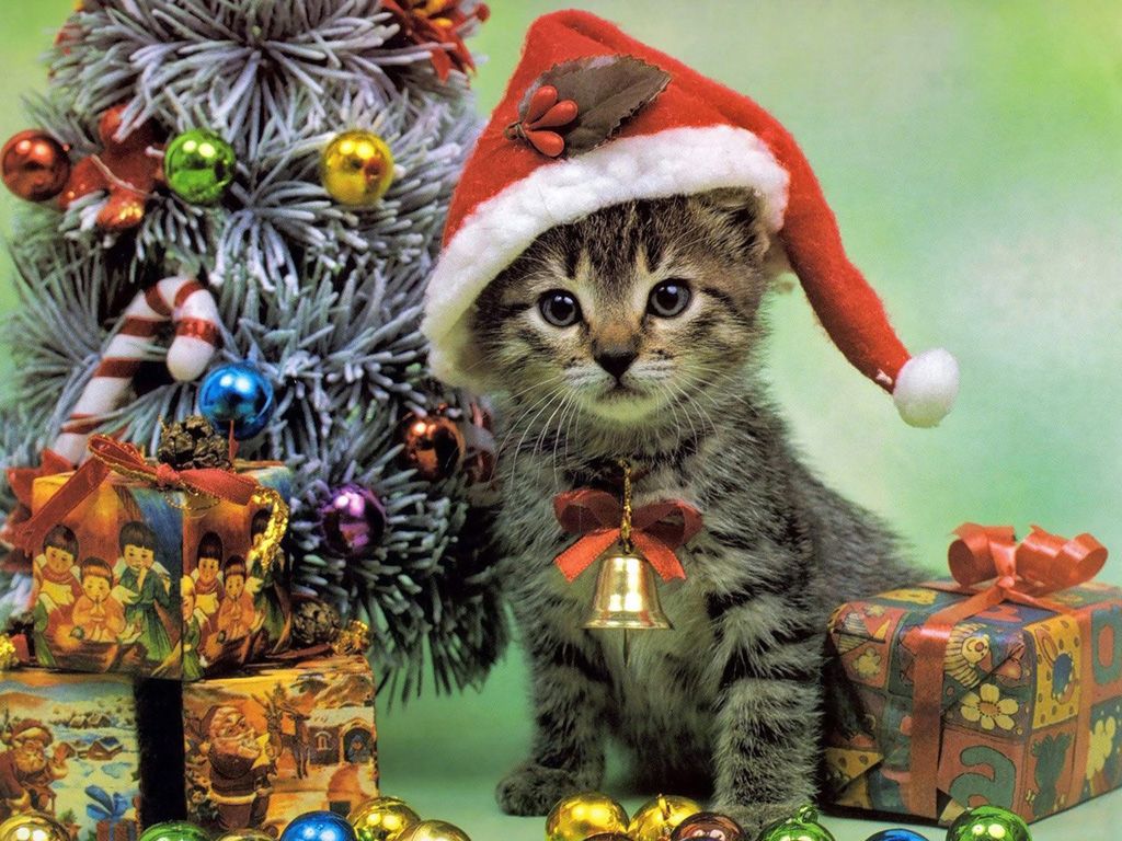 Christmas Lights Kittens Wallpapers Wallpaper Cave