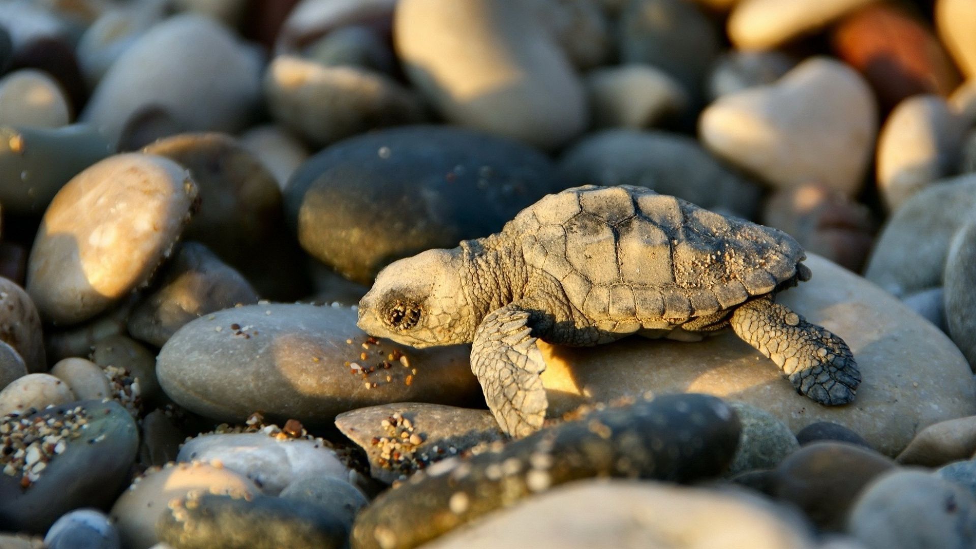Wallpaper turtle, small, stones. Turtle wallpaper, Animal wallpaper, Baby animals picture