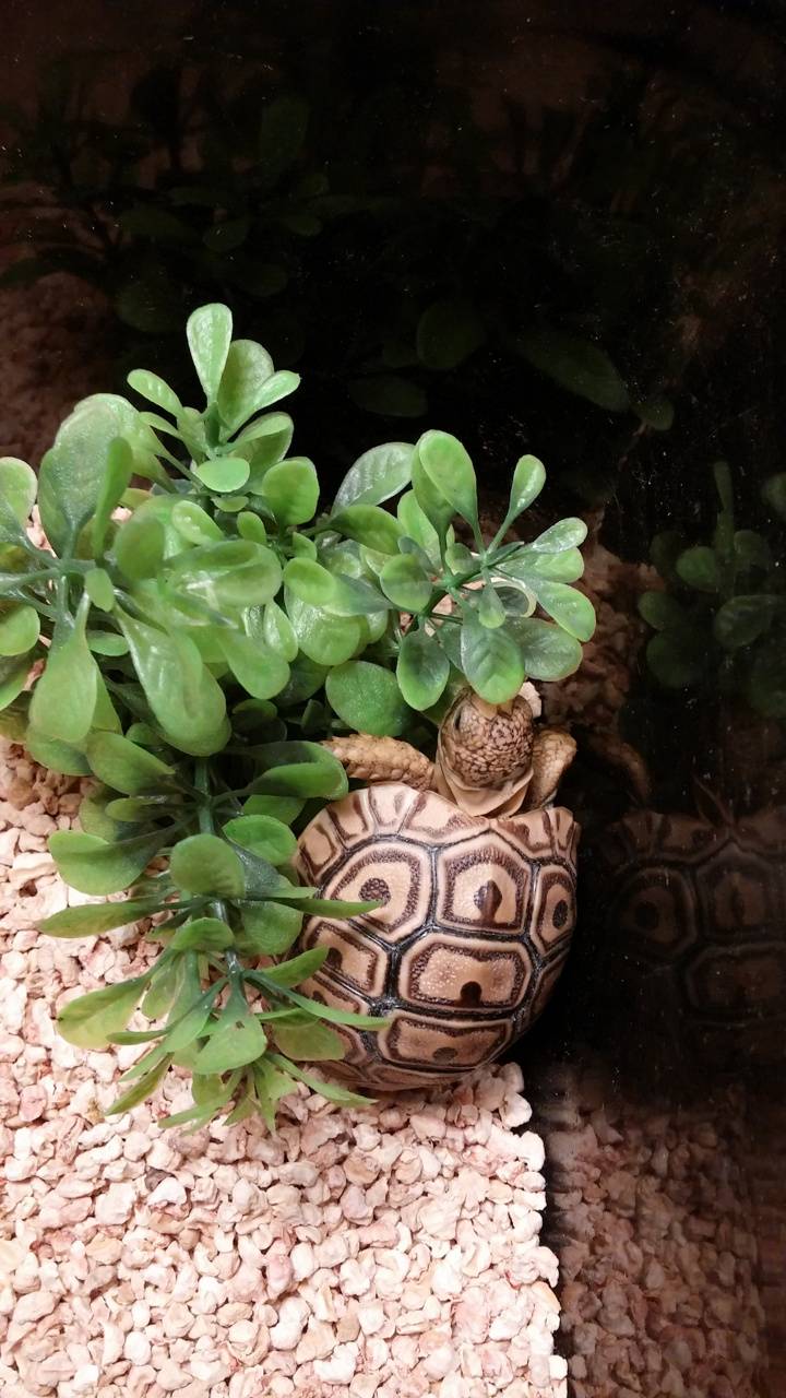 Baby tortoise wallpaper