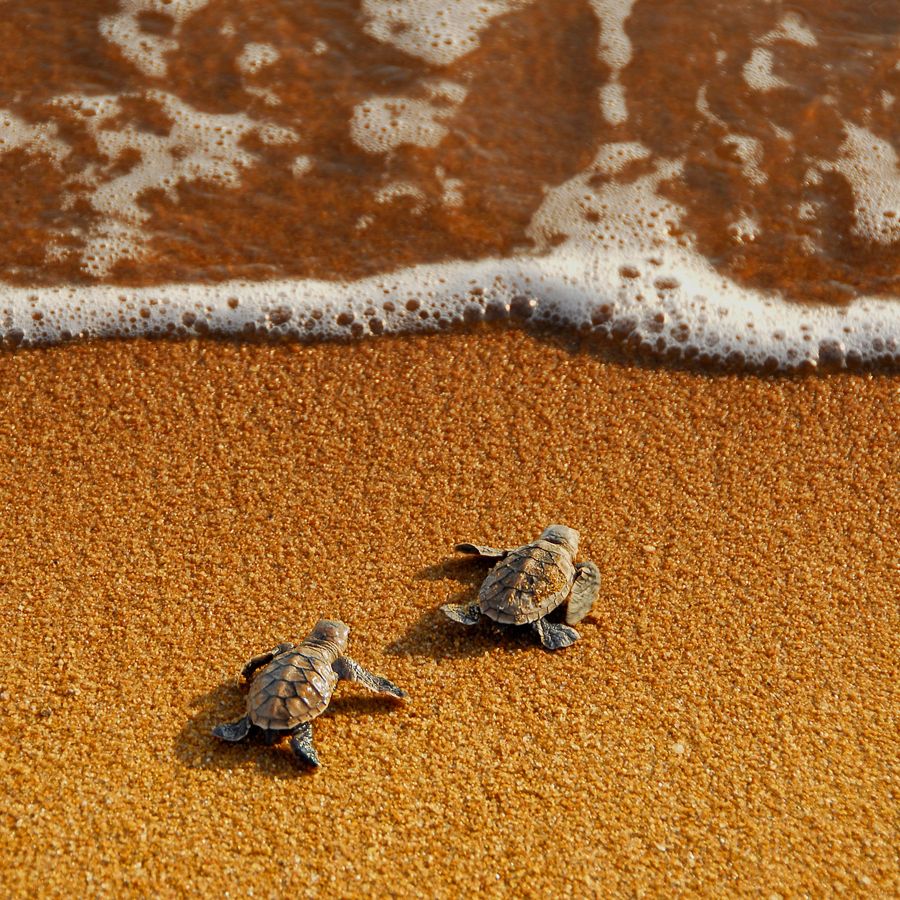 Turtle, Beach, And Sea Image Baby Turtle Background