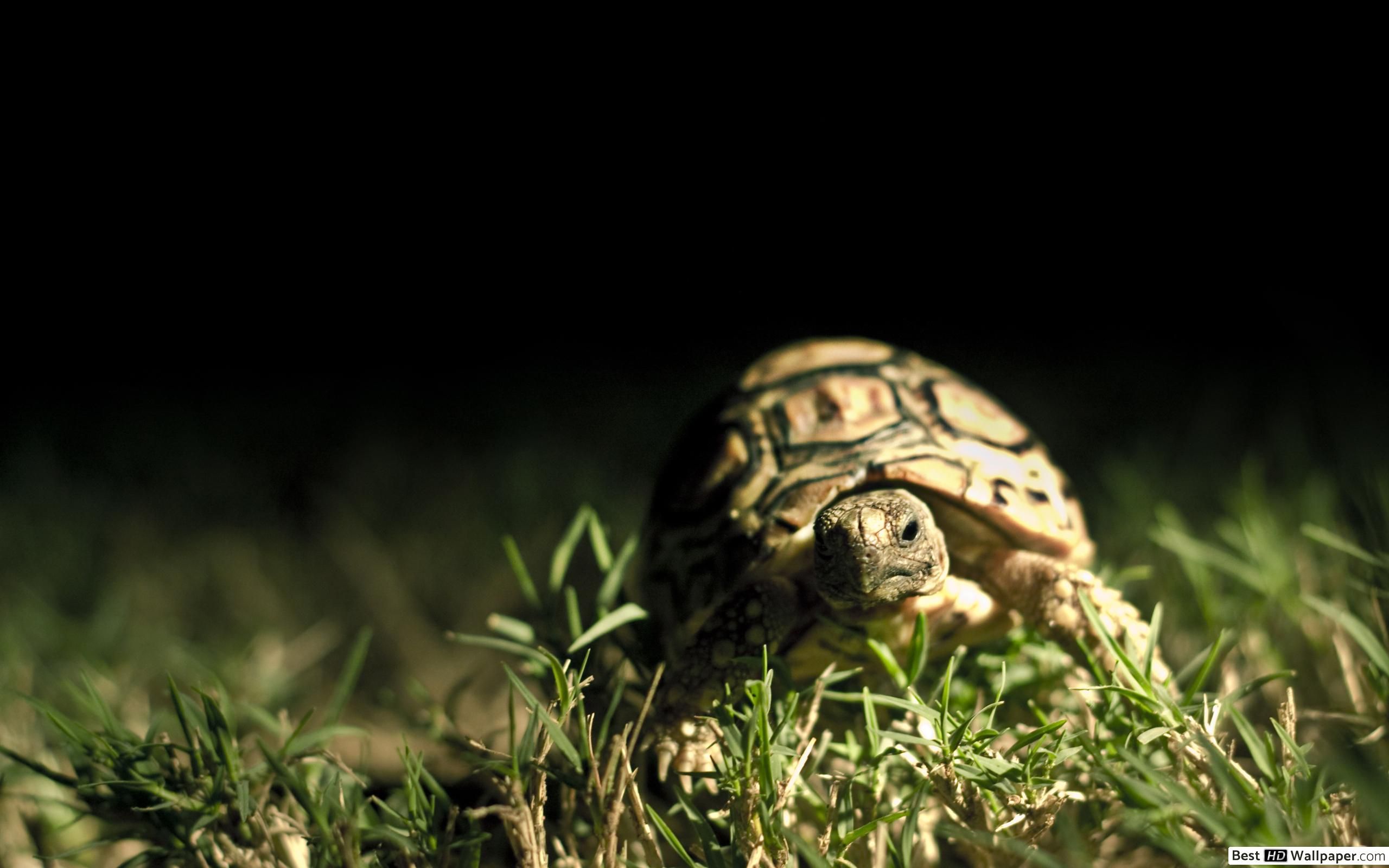 Tortoise baby in the grass HD wallpaper download