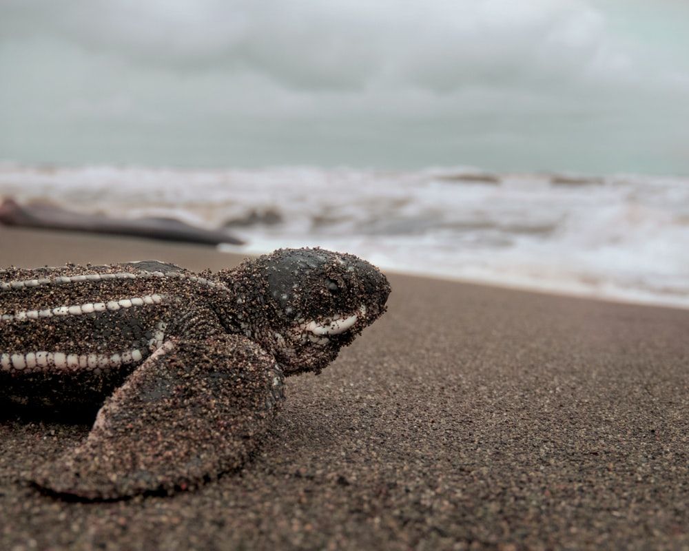 Baby Sea Turtle Picture [HD]. Download Free Image