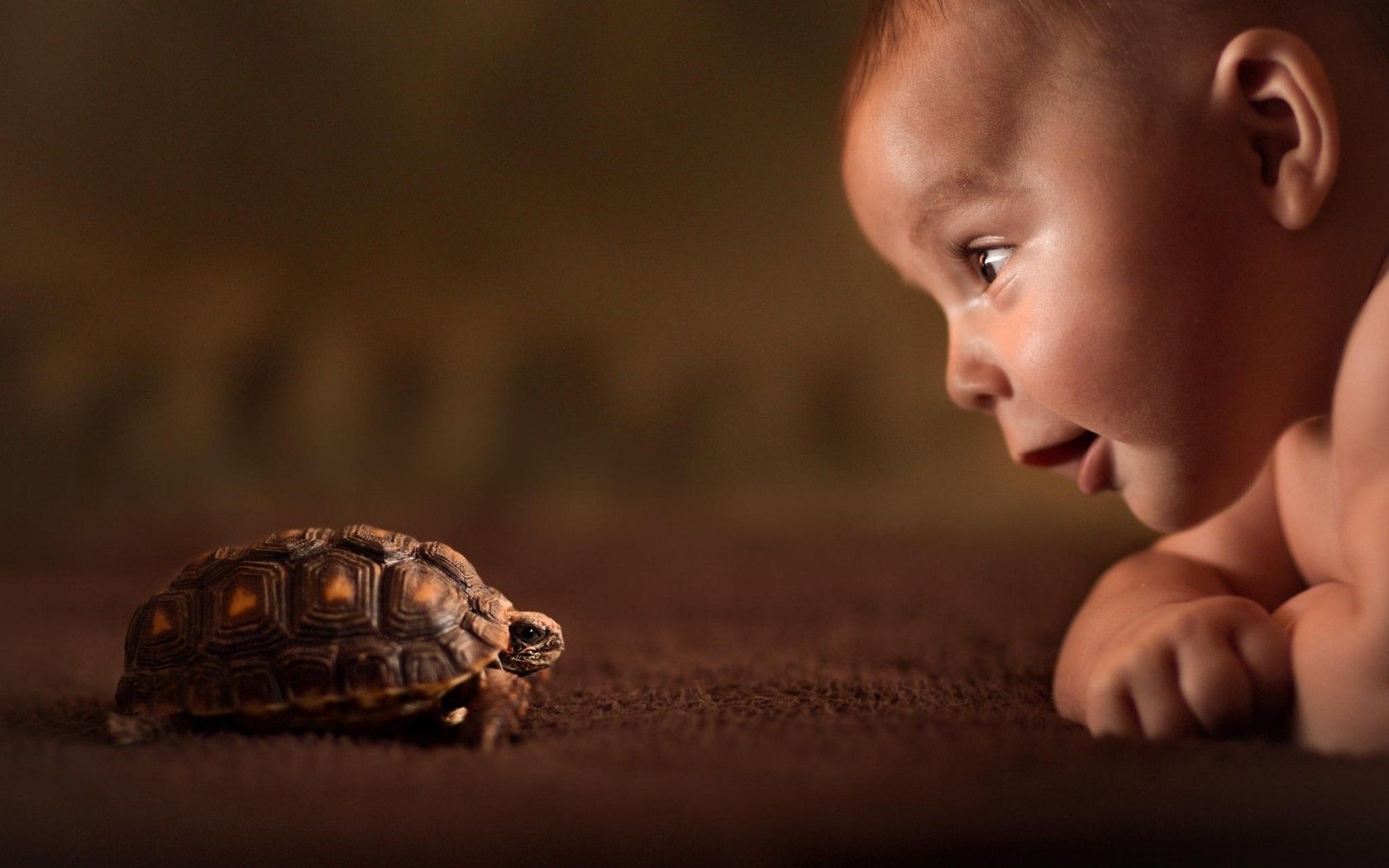 baby, Animals, Tortoises Wallpaper HD / Desktop and Mobile Background