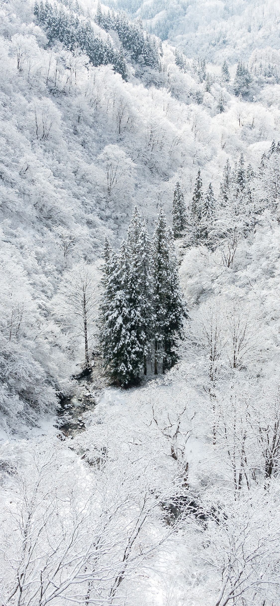 iPhone X wallpaper. winter white snow wood forest mountain