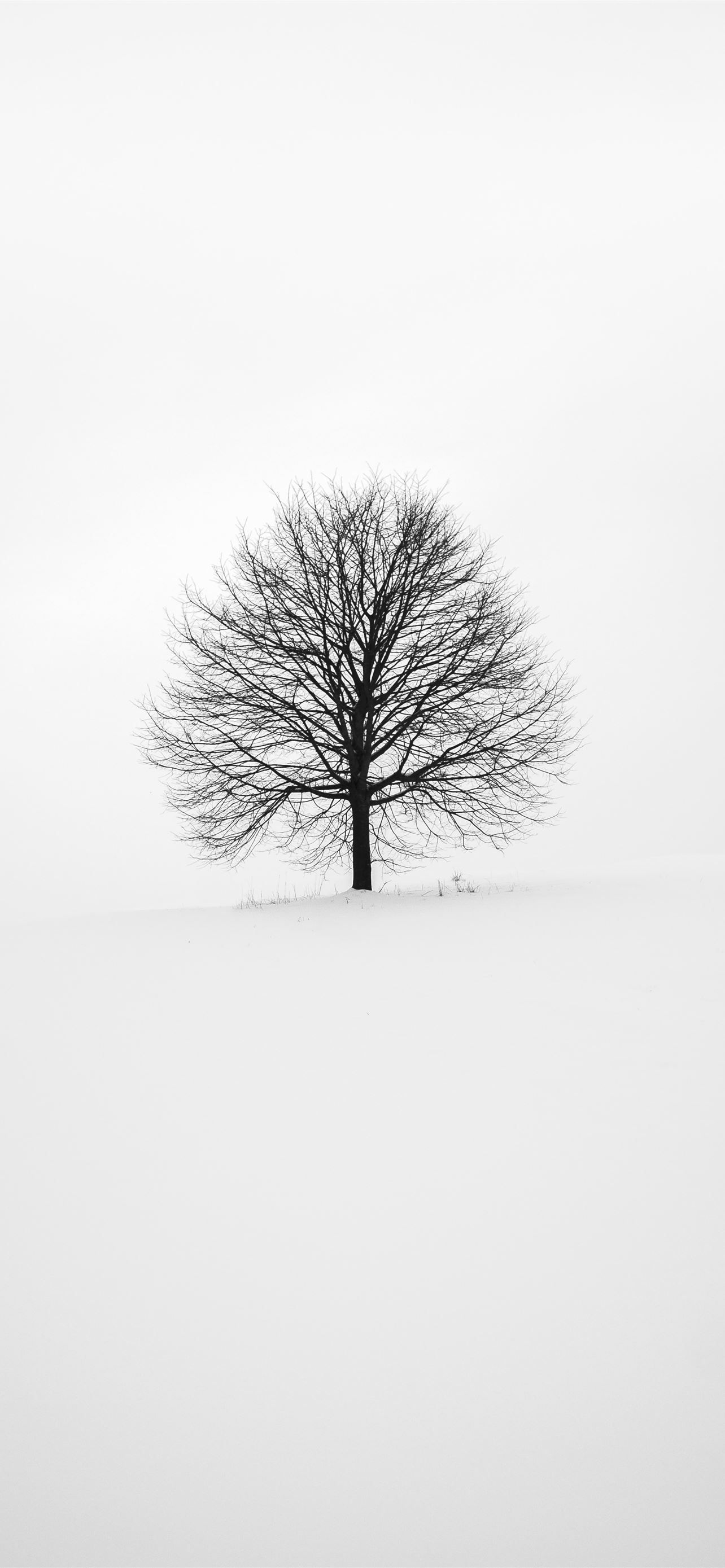 photography of tree iPhone 12 Wallpaper Free Download