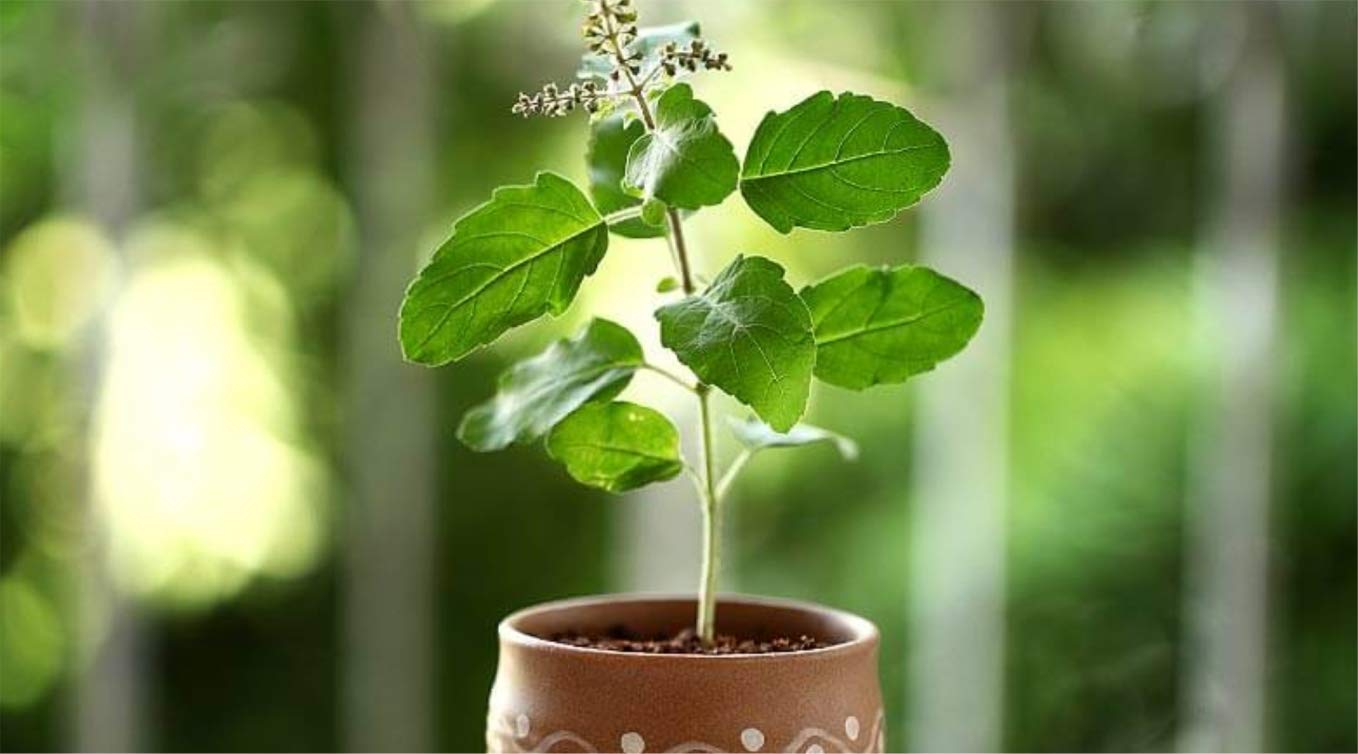 Tulsi Plant Wallpapers - Wallpaper Cave