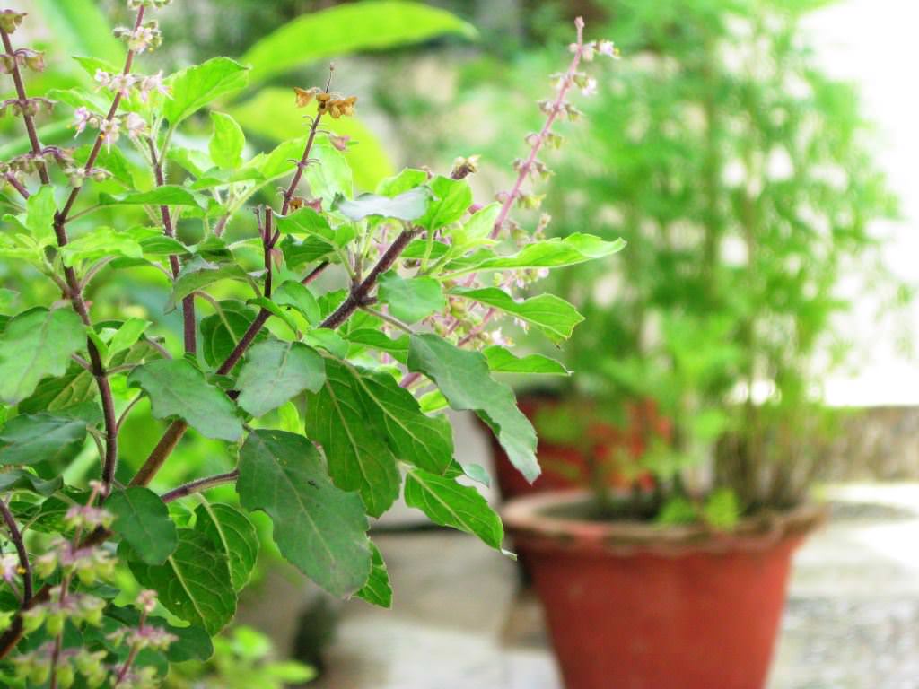 How to Grow Tulsi Plant. Care and Growing Holy Basil
