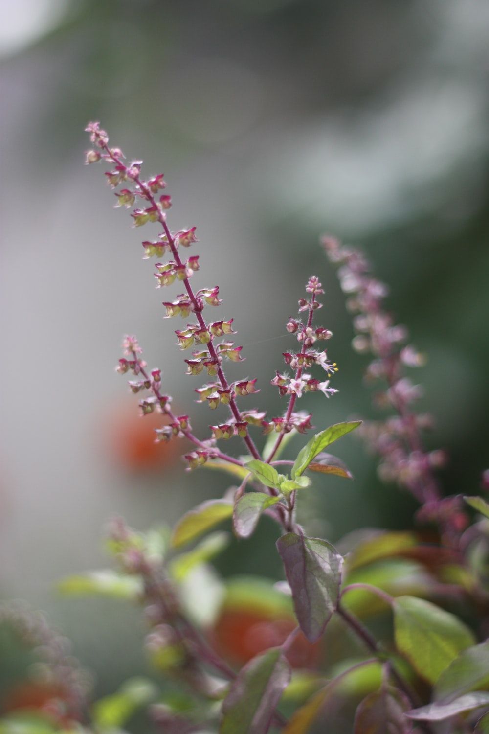 Tulsi Flower Picture. Download Free Image