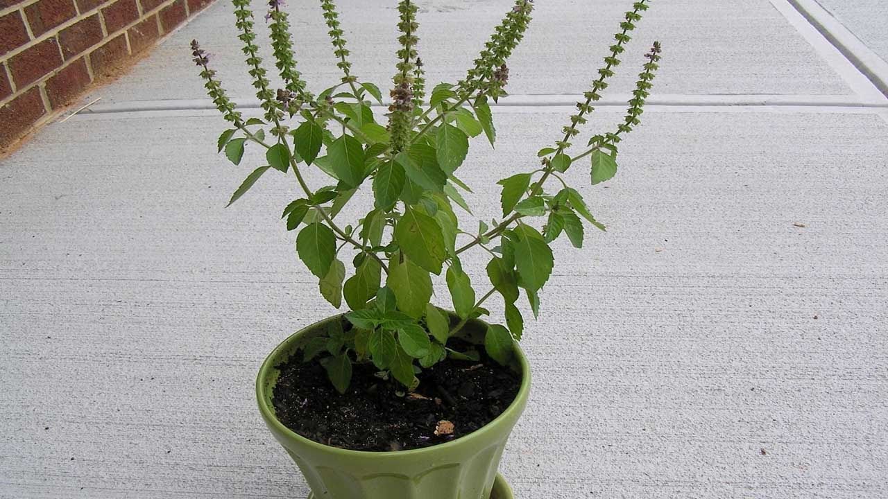 Why Do Indians Worship the Tulsi Plant Basil Plant Benefit Of Tulsi Plant