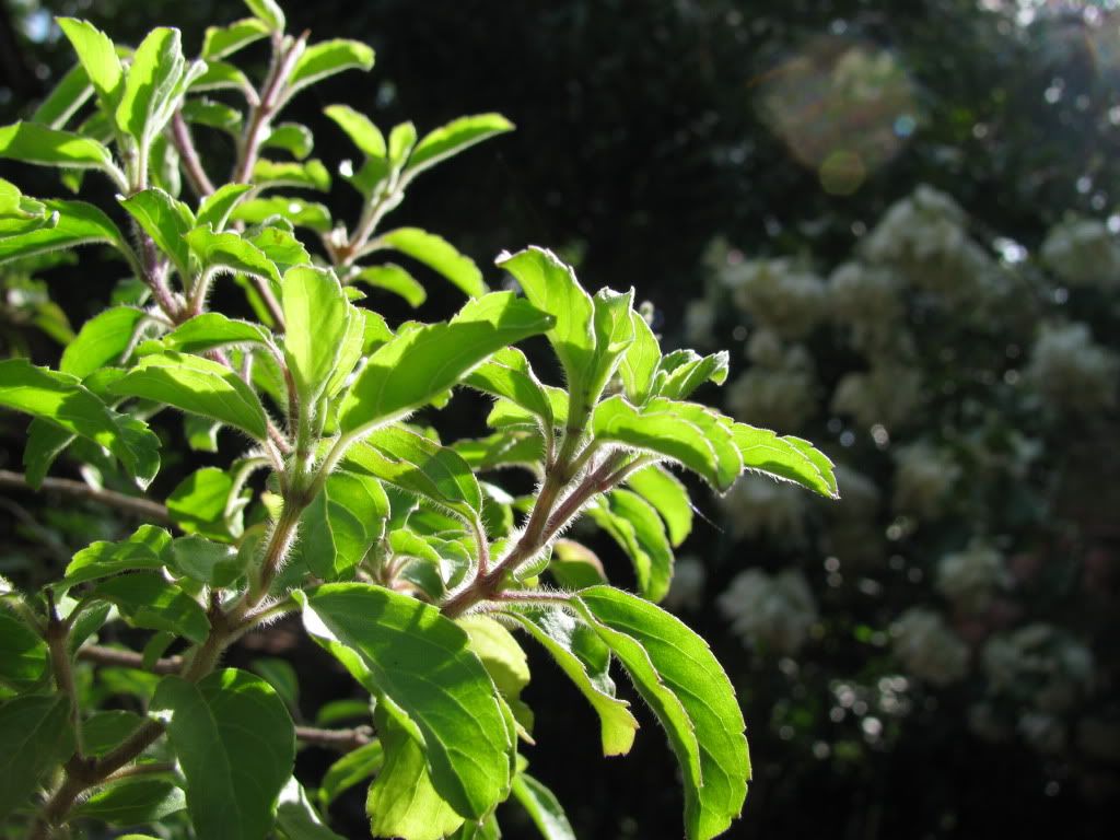 Help Reduce Pollution by Growing Plants: Tulsi has environmental benefits too