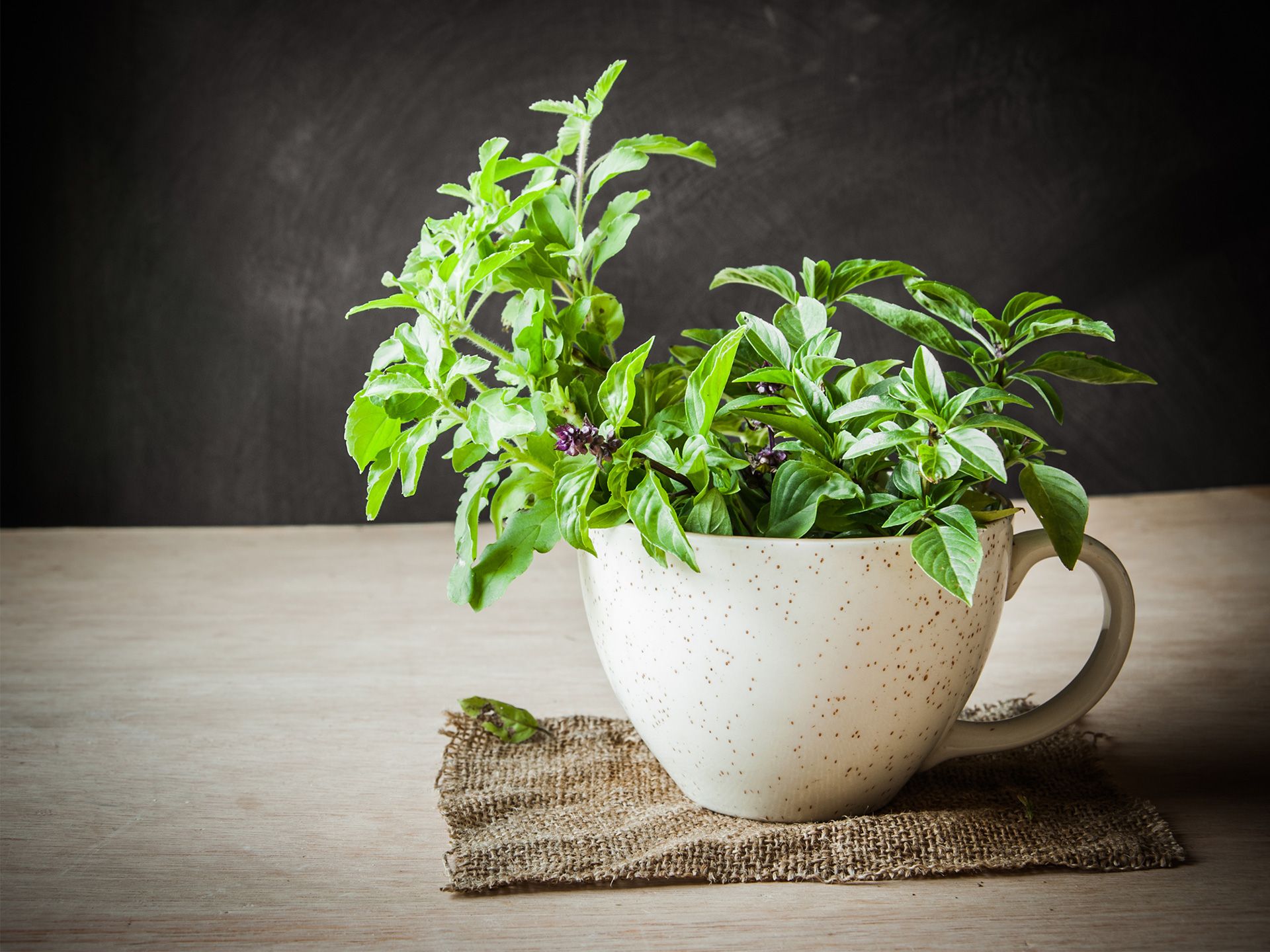 Holy Tulsi: Incredible Herb