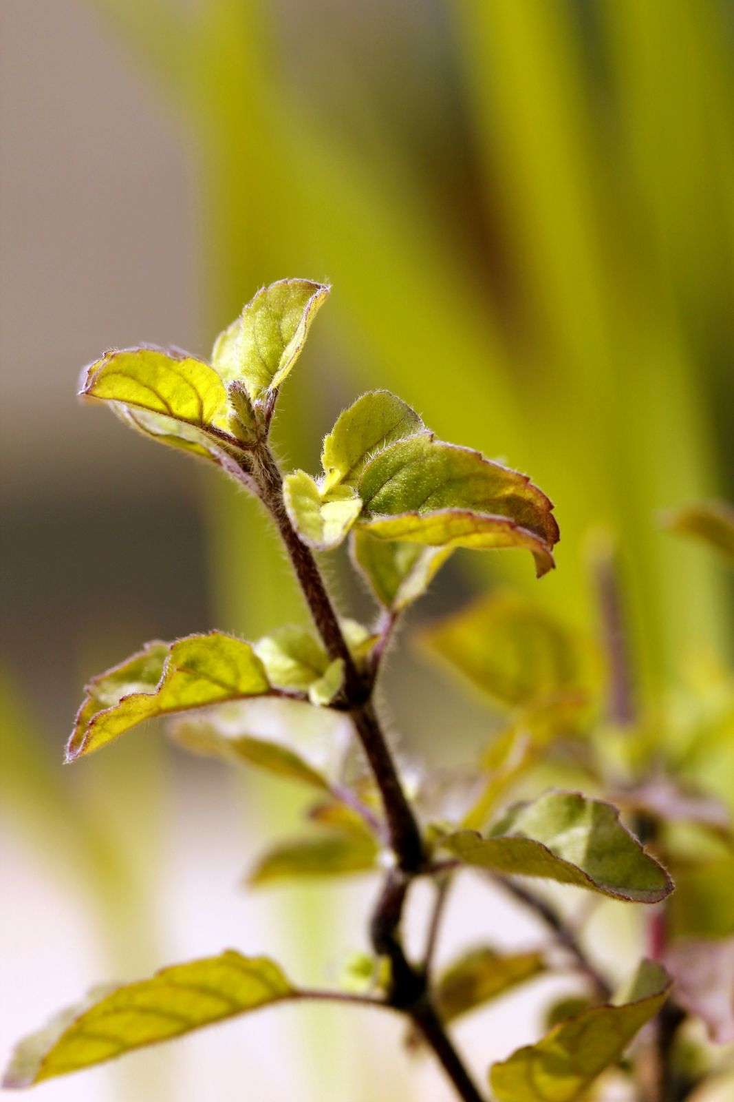 Tulsi Leaves Links. Free Image and Photo Collection