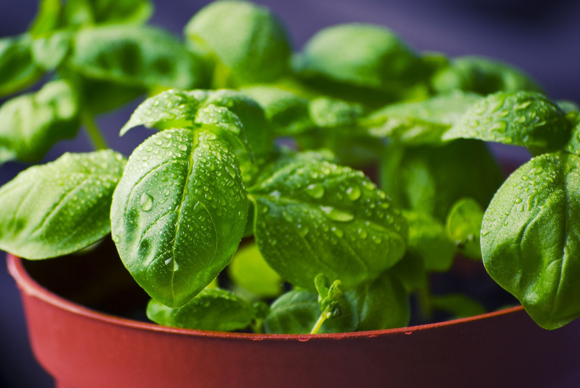 Health benefits of tulsi, Indian powerhouse herb