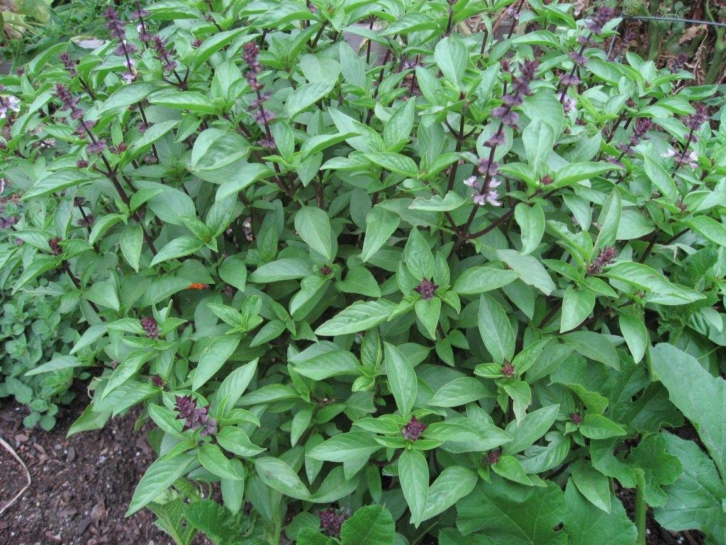 Different Types of Tulsi and Basil (image + Video). Identify, Benefits