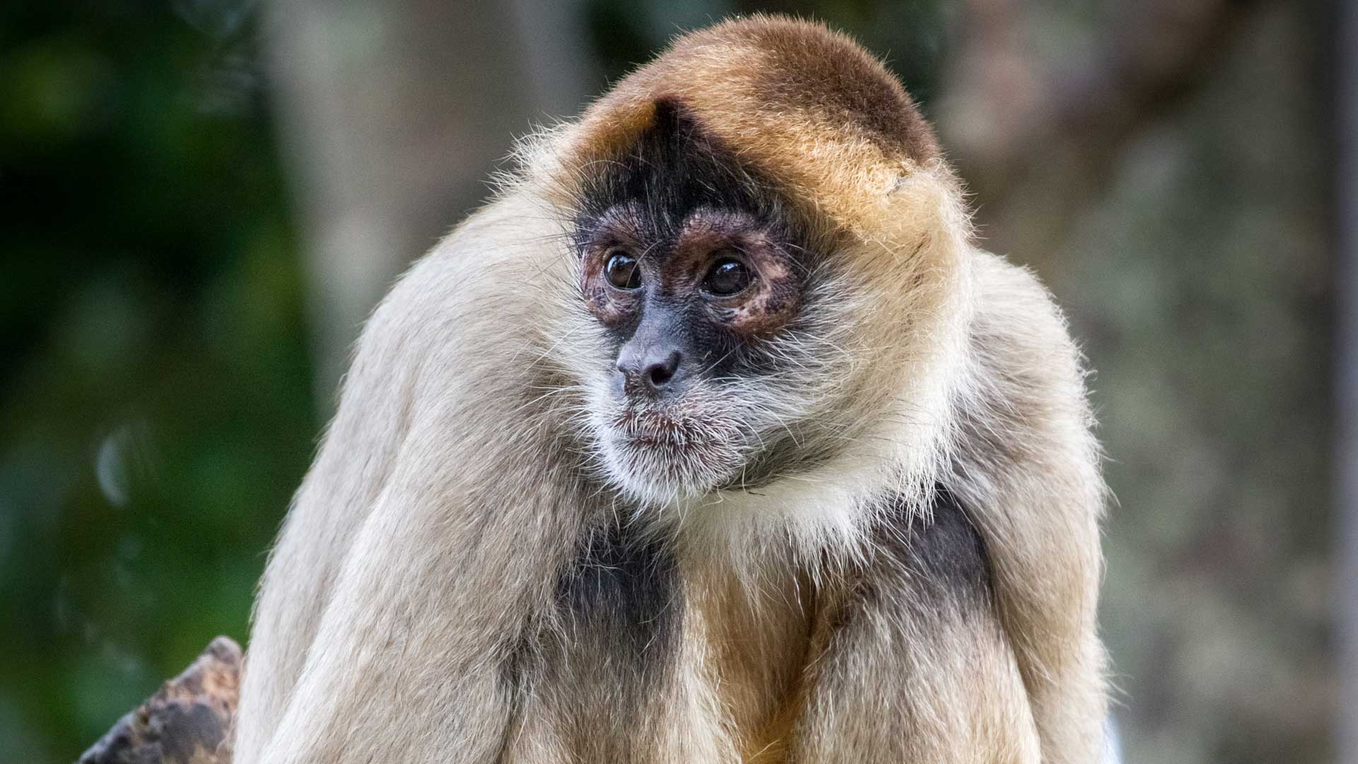 spidermonkey wallpapers wallpaper cave on spider monkey wallpapers