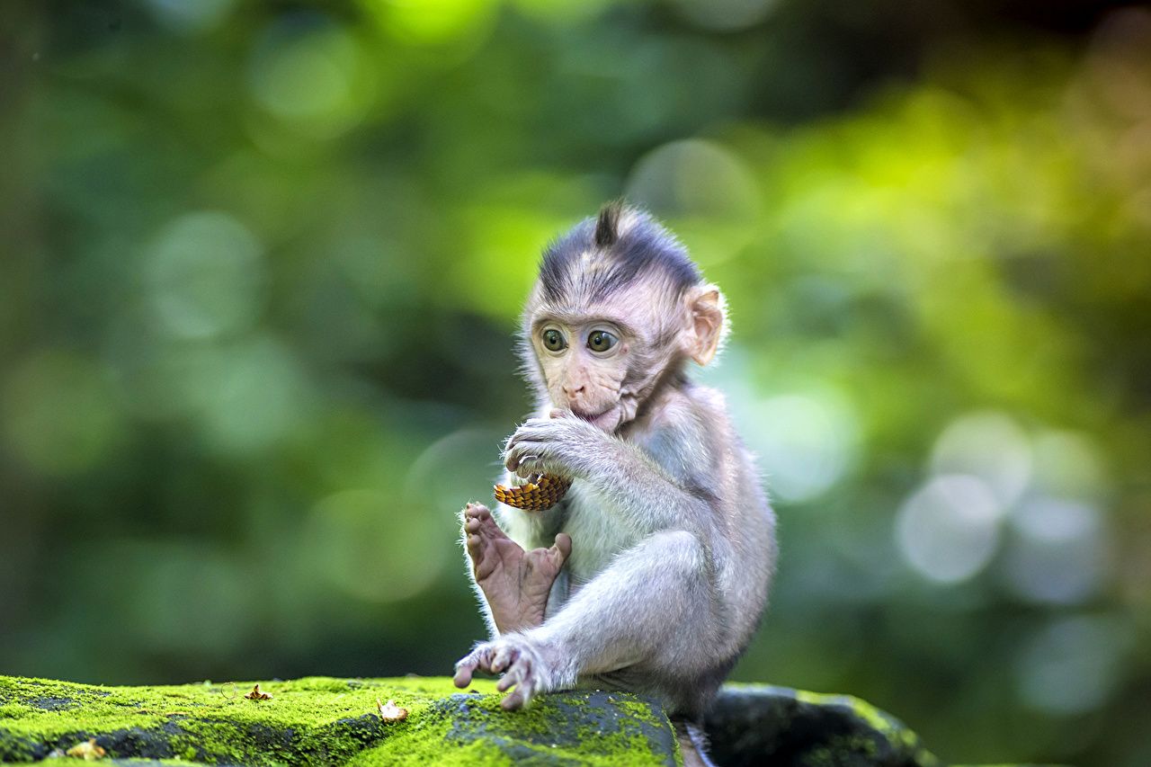 Desktop Wallpaper monkey Cubs Animals