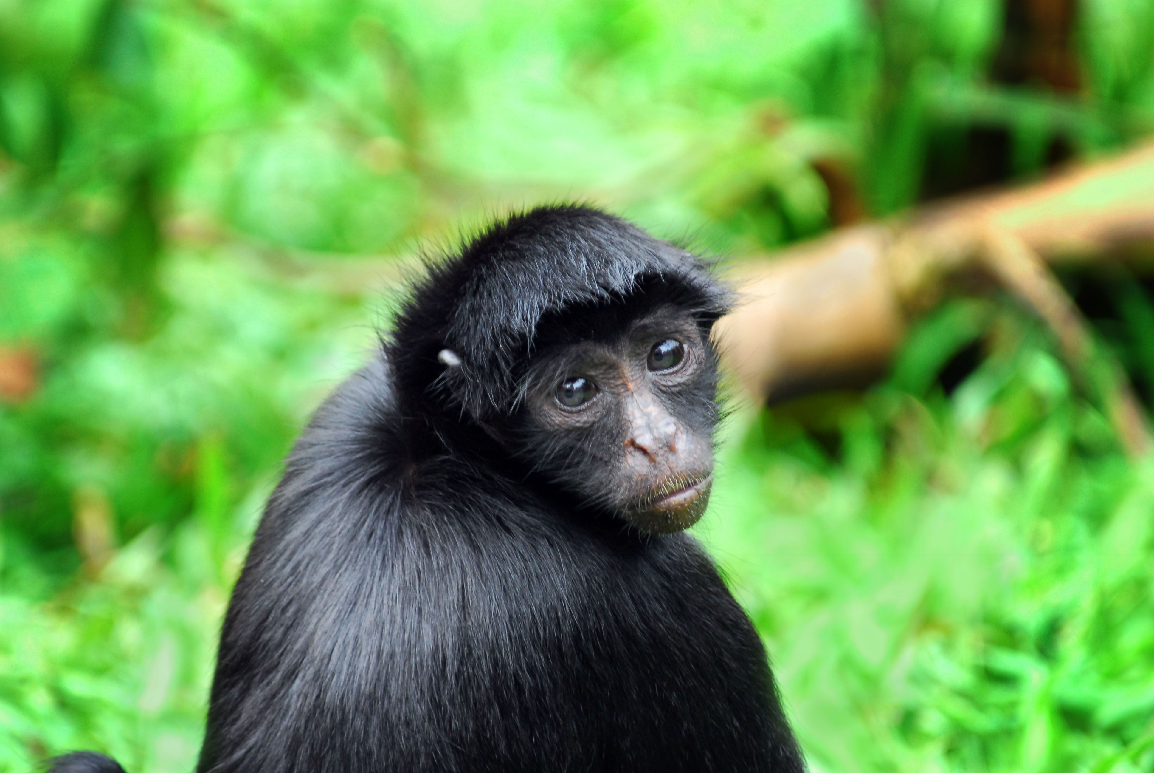 Black Spider Monkey Facts, History, Useful Information and Amazing Picture