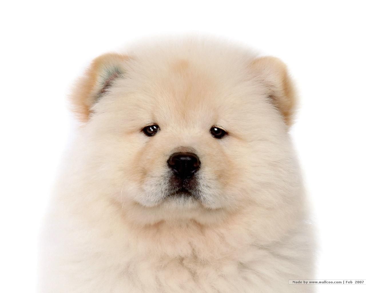 Dogs Wallpaper: Chow Chow Wallpaper. Chow chow puppy, Puppy wallpaper, Puppy picture