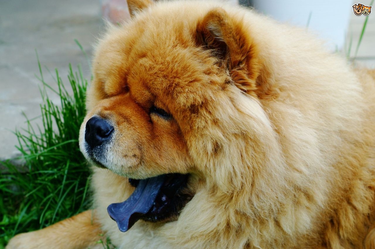 Chow Chow wallpaper, Animal, HQ Chow Chow pictureK Wallpaper 2019