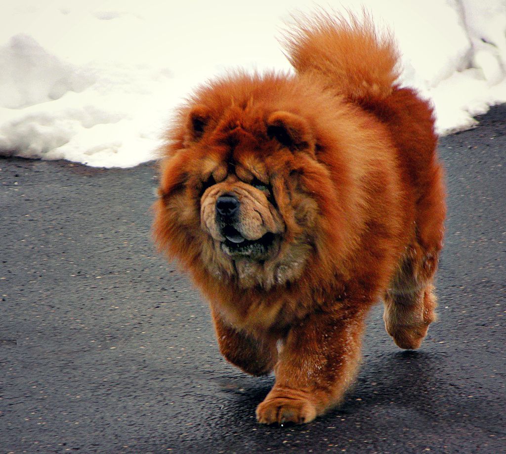 perros chow chow