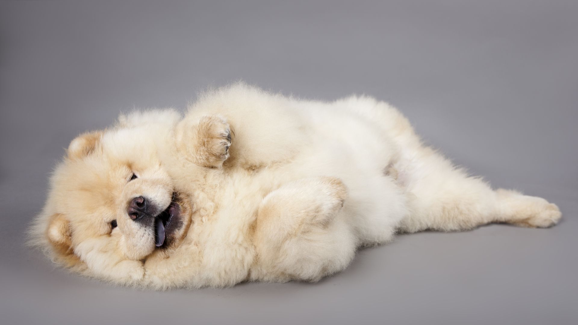 Chow Chow Puppies.puppyhood and beyond