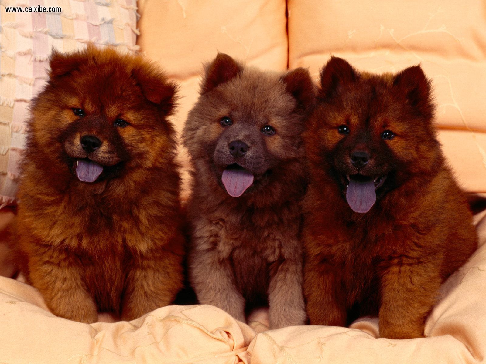 Purebred Chow Chows Are Easily Identifiable By Their Black Blue Tongue