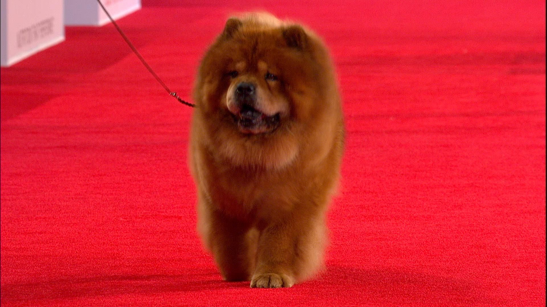 Beverly Hills Dog Show Chow Chow 2018 Non Sporting Group
